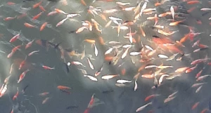 Карпы в пруду Изумрудного парка.