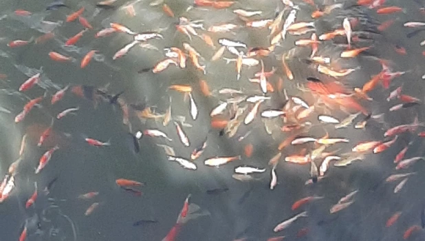 Карпы в пруду Изумрудного парка.