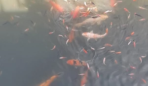 Карпы в пруде Изумрудного парка.