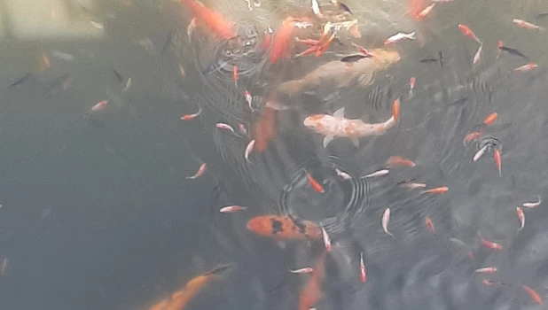 Карпы в пруде Изумрудного парка.