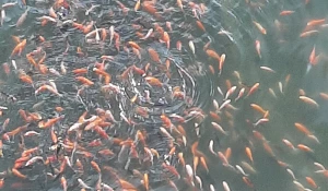 Карпы в пруде Изумрудного парка.