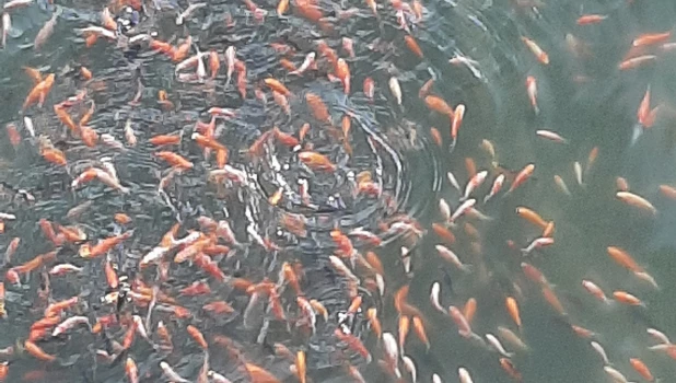 Карпы в пруде Изумрудного парка.