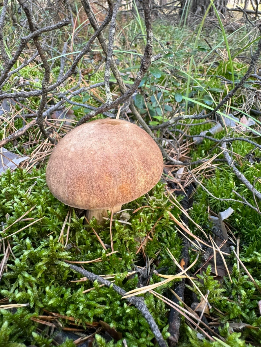 Грибы в Алтайском крае 