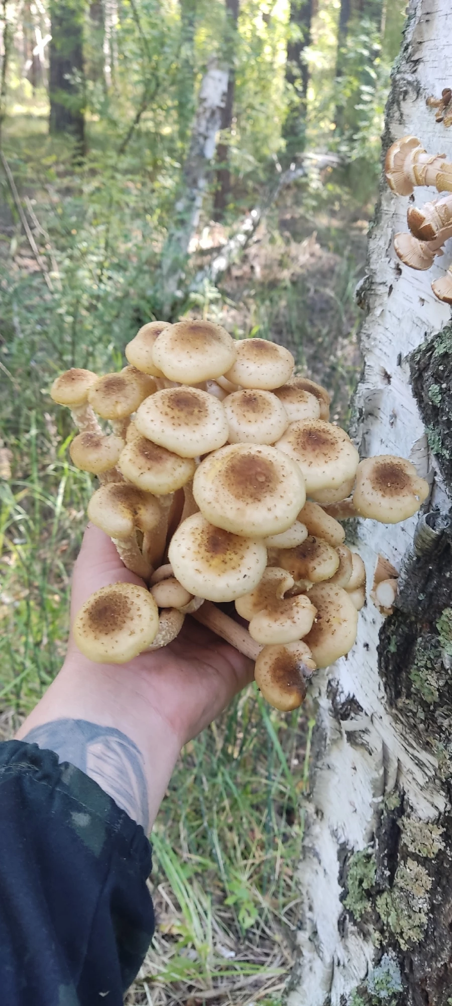 Грибы в Алтайском крае 