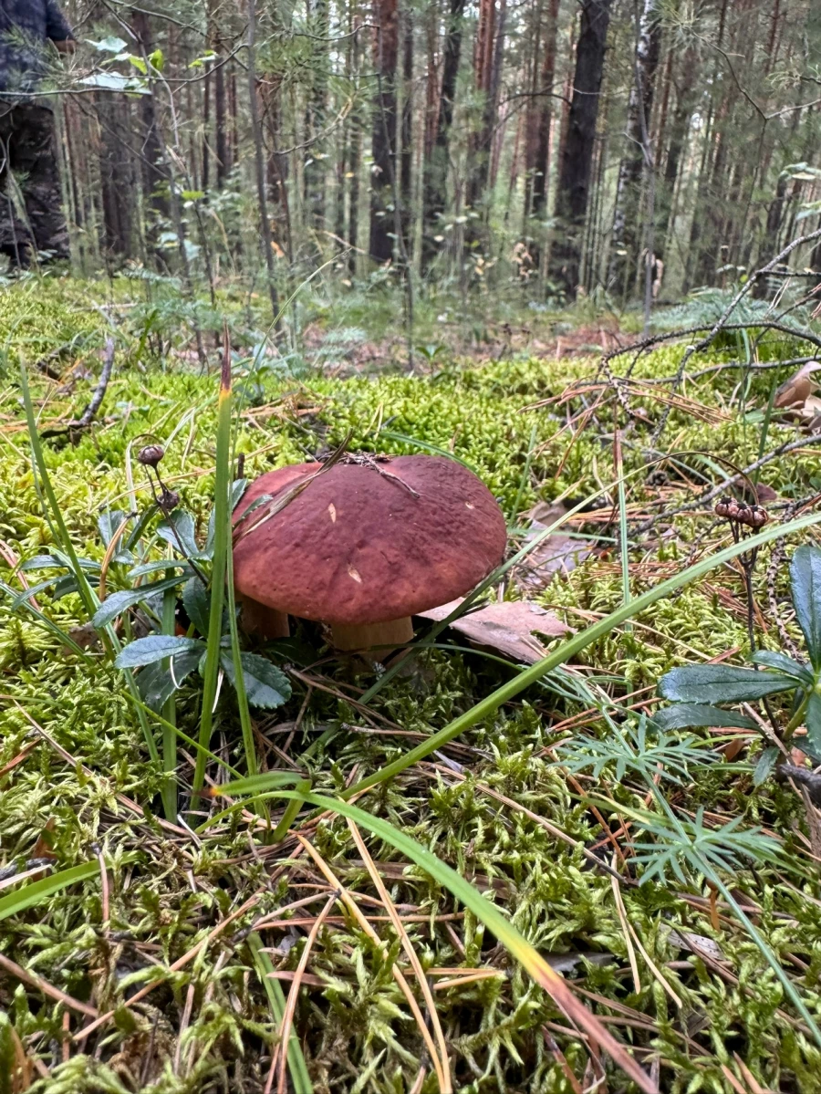 Грибы в Алтайском крае 