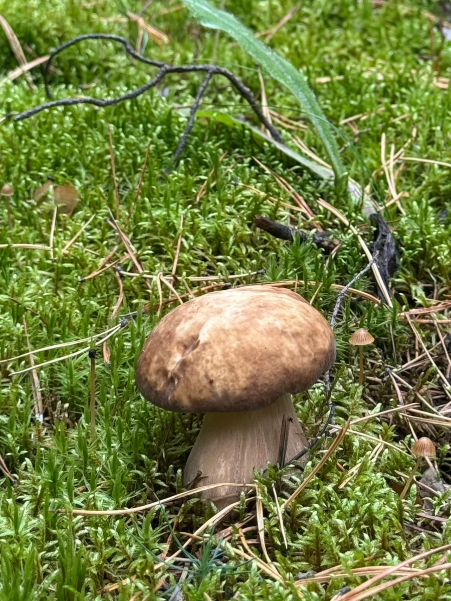 Грибы в Алтайском крае 