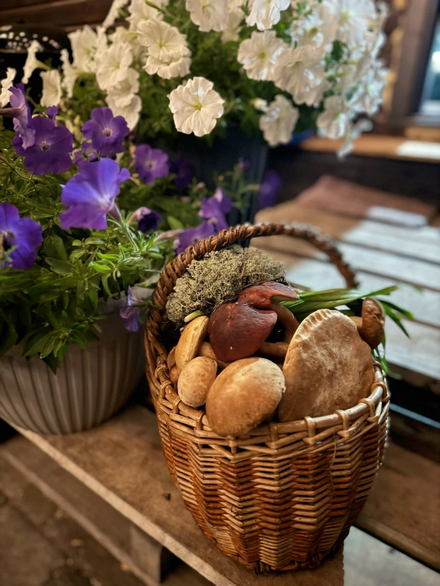 Грибы в Алтайском крае 