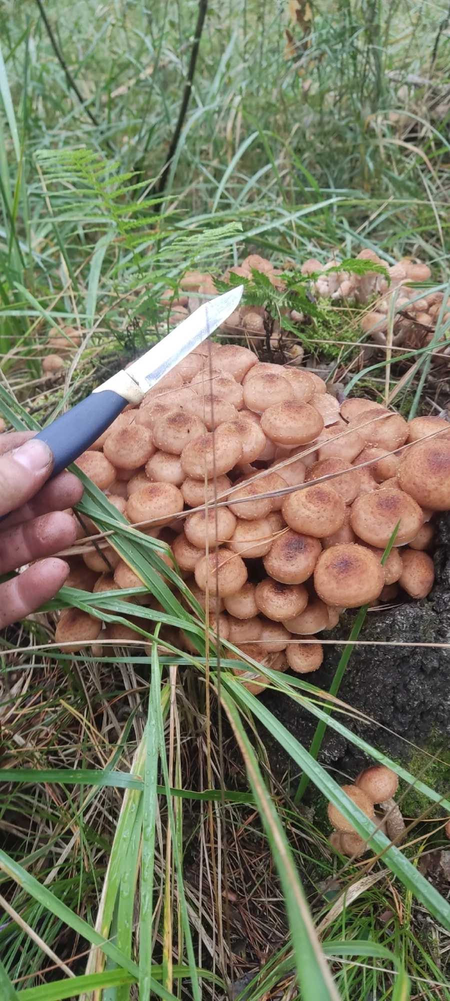 Грибы в Алтайском крае 