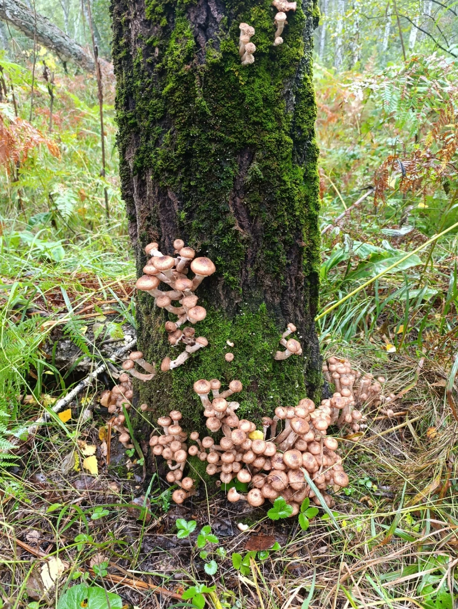 Грибы в Алтайском крае 