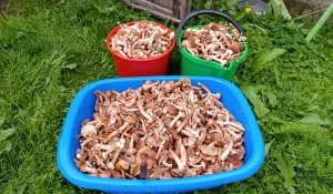 Грибы в Алтайском крае 