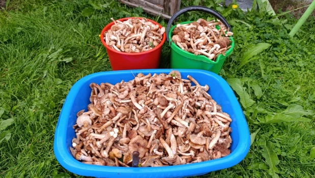 Грибы в Алтайском крае 