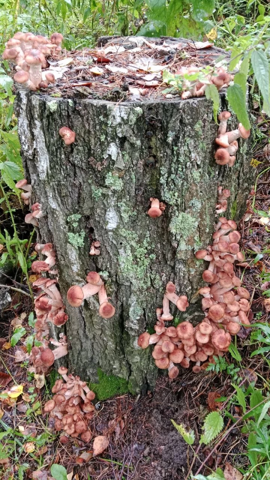 Грибы в Алтайском крае 