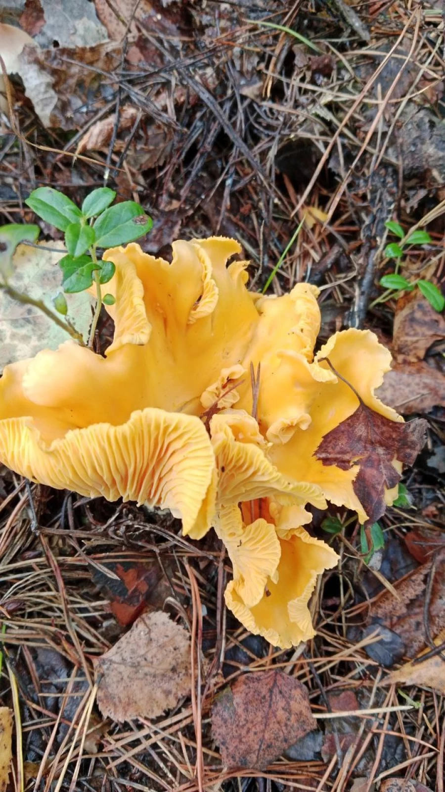 Грибы в Алтайском крае 