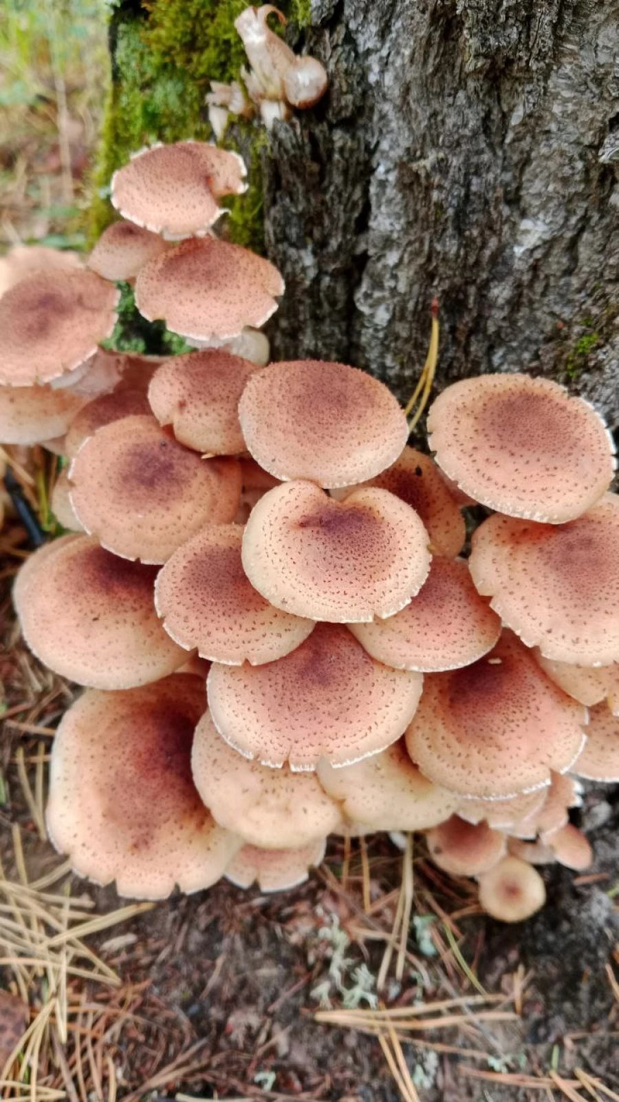 Грибы в Алтайском крае 