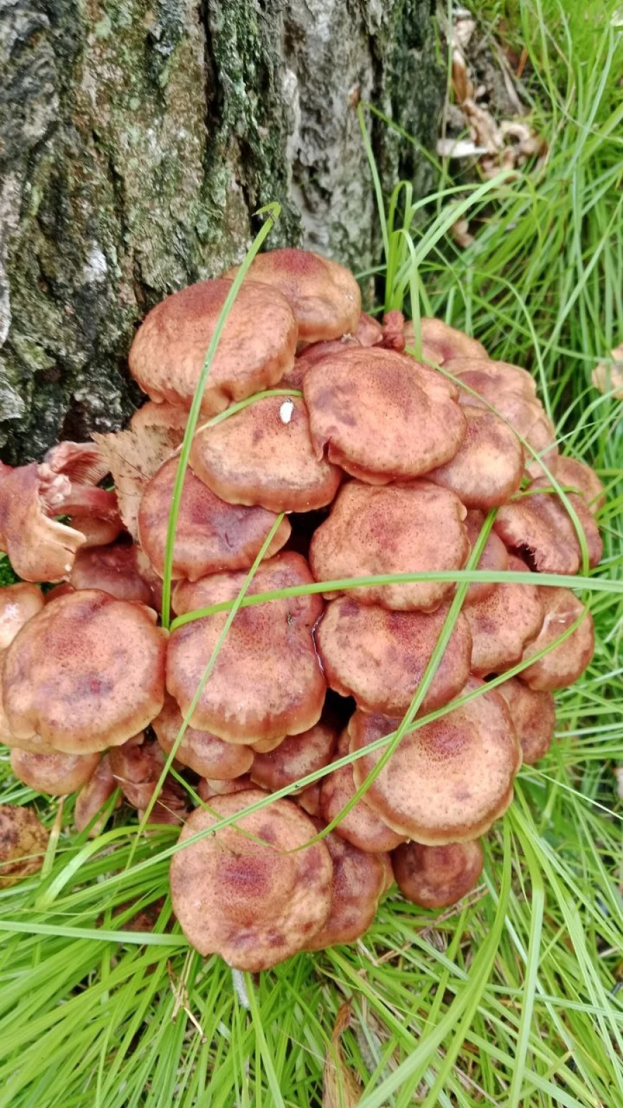 Грибы в Алтайском крае 