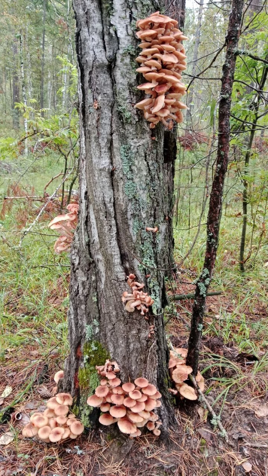 Грибы в Алтайском крае 
