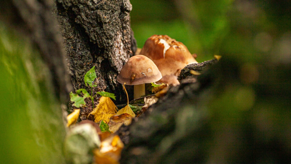 Парк "Юбилейный", 2025 год.