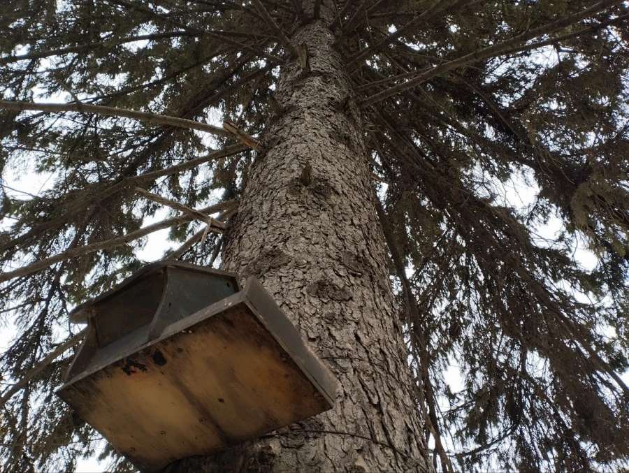 Кормушки и обитатели парка