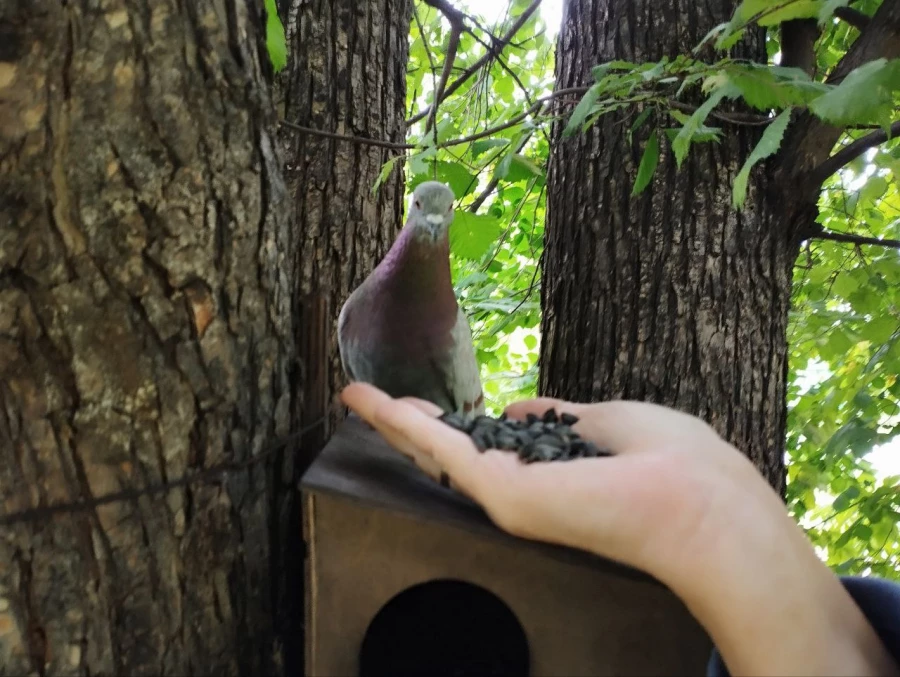 Кормушки и обитатели парка