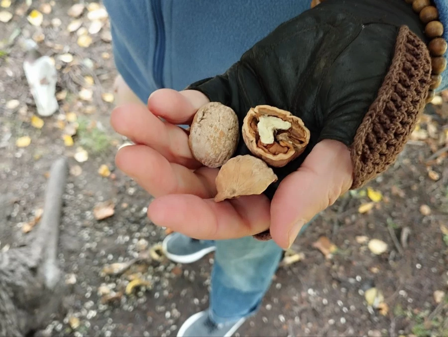 Кормушки и обитатели парка