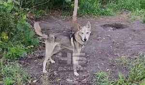 Та самая собака, которой нужна помощь 