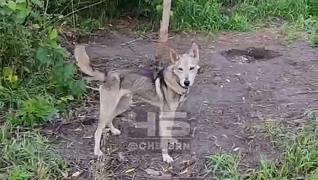Та самая собака, которой нужна помощь 