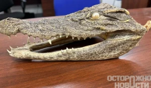 Голова крокодила.