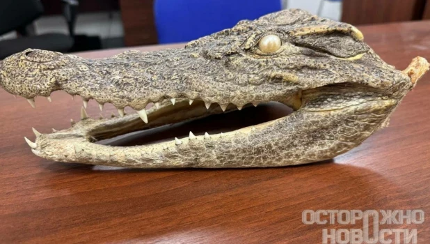 Голова крокодила.