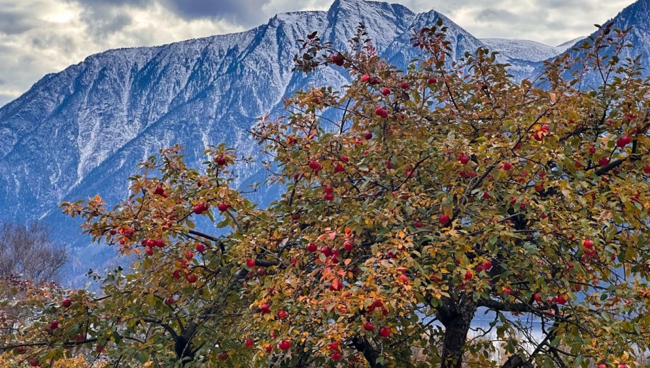 Алтайский биосферный заповедник.