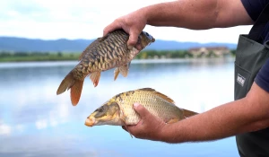 Разведение радужной форели.