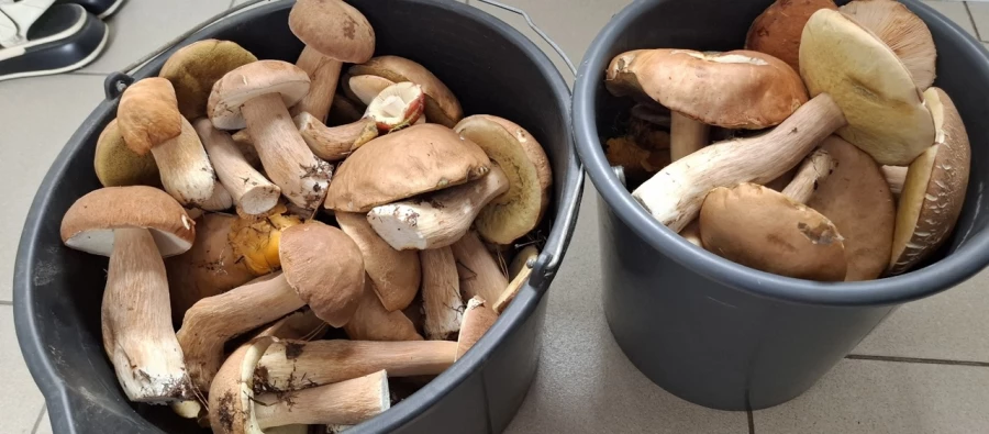 Грибной улов в Алтайском крае 