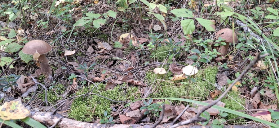 Грибной улов в Алтайском крае 