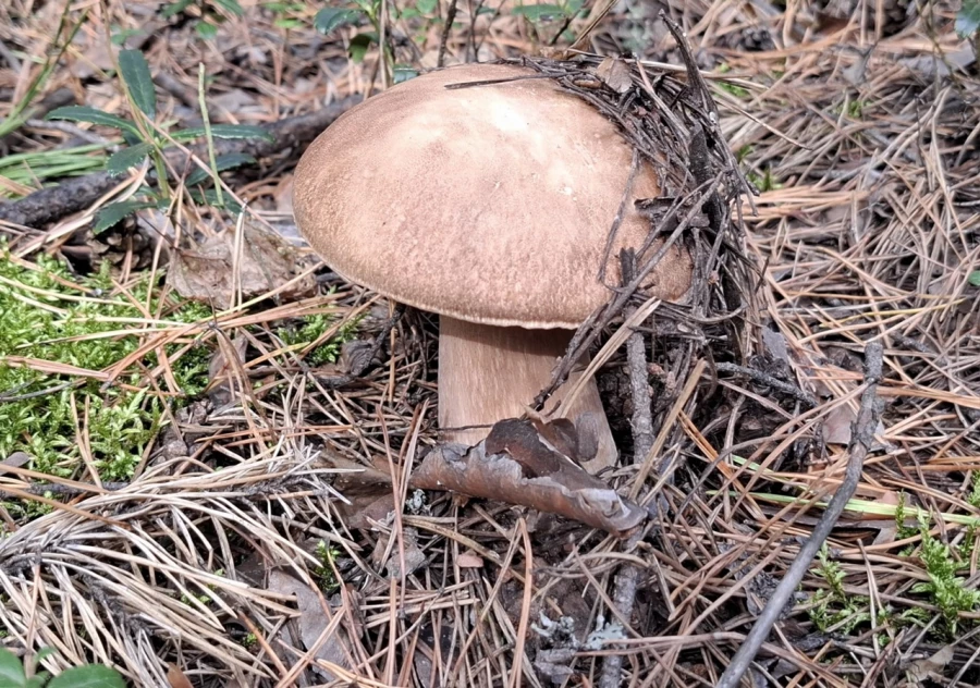 Грибной улов в Алтайском крае 