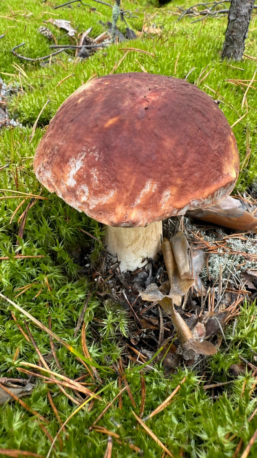 Грибной улов в Алтайском крае 