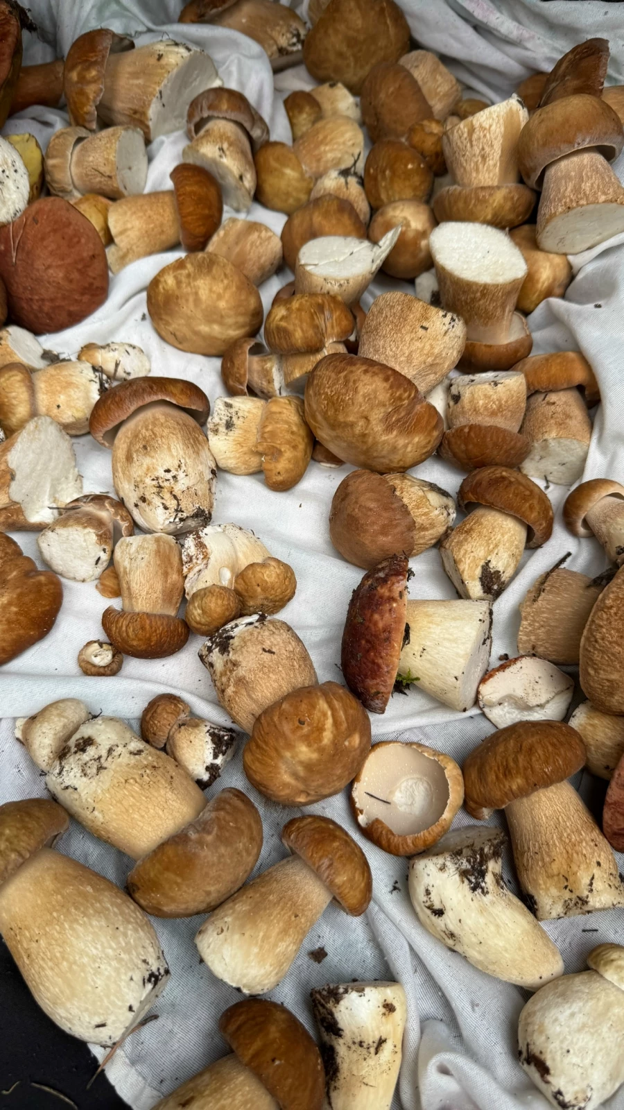 Грибной улов в Алтайском крае 