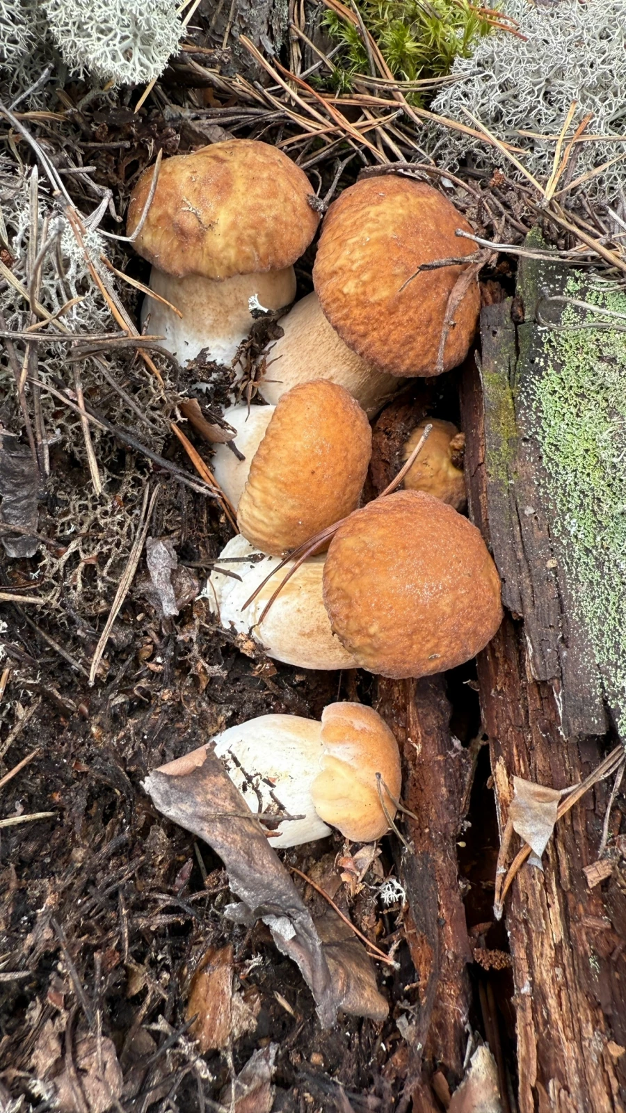 Грибной улов в Алтайском крае 