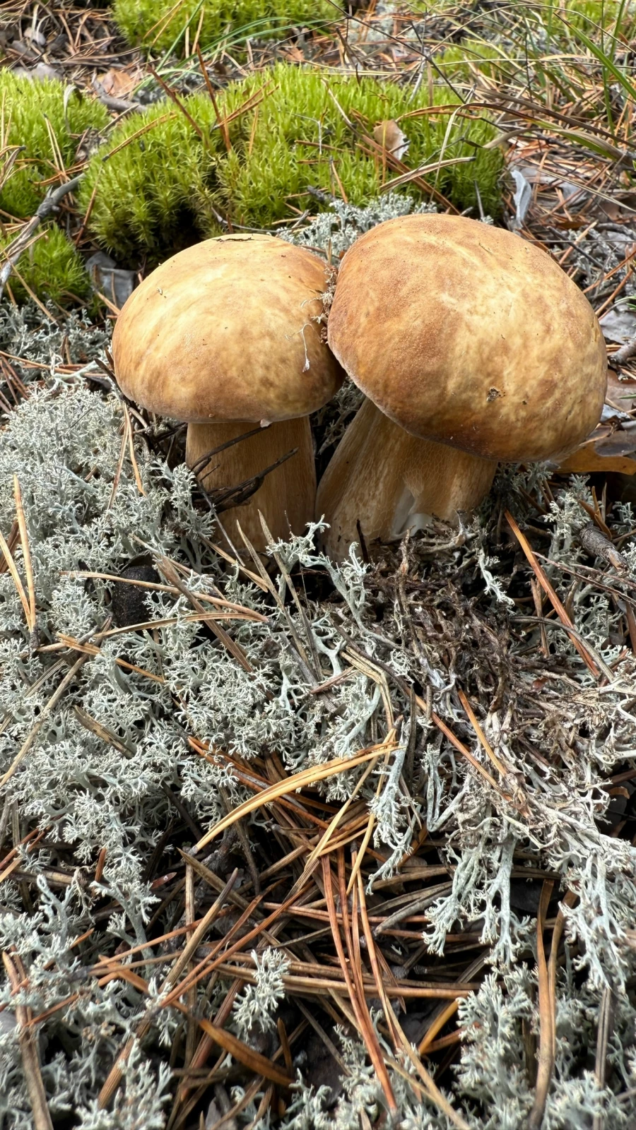 Грибной улов в Алтайском крае 