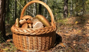 Грибной улов в Алтайском крае 