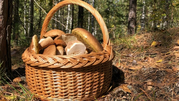 Грибной улов в Алтайском крае 