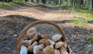 Грибной улов в Алтайском крае 