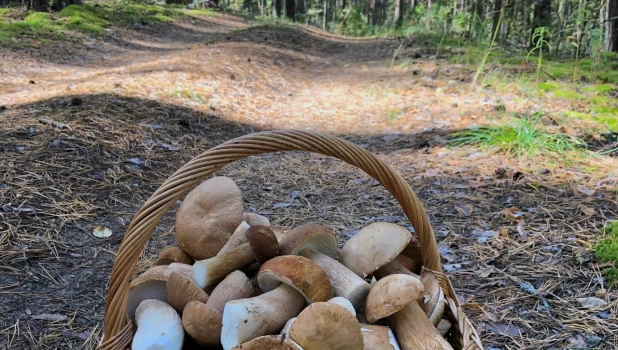 Грибной улов в Алтайском крае 