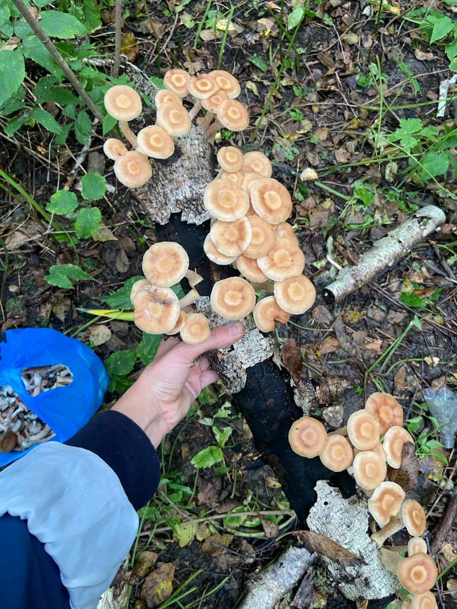 Грибной улов в Алтайском крае 