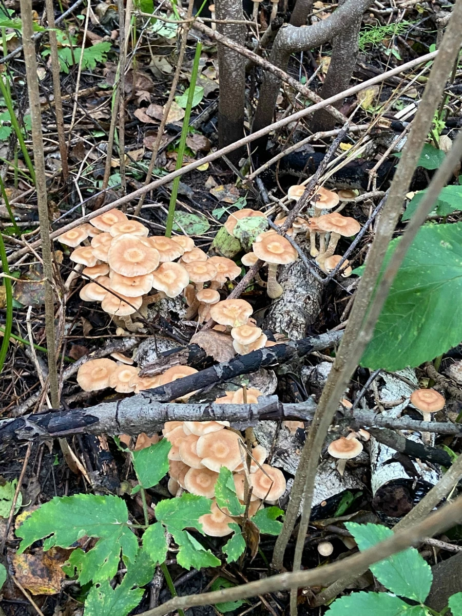 Грибной улов в Алтайском крае 