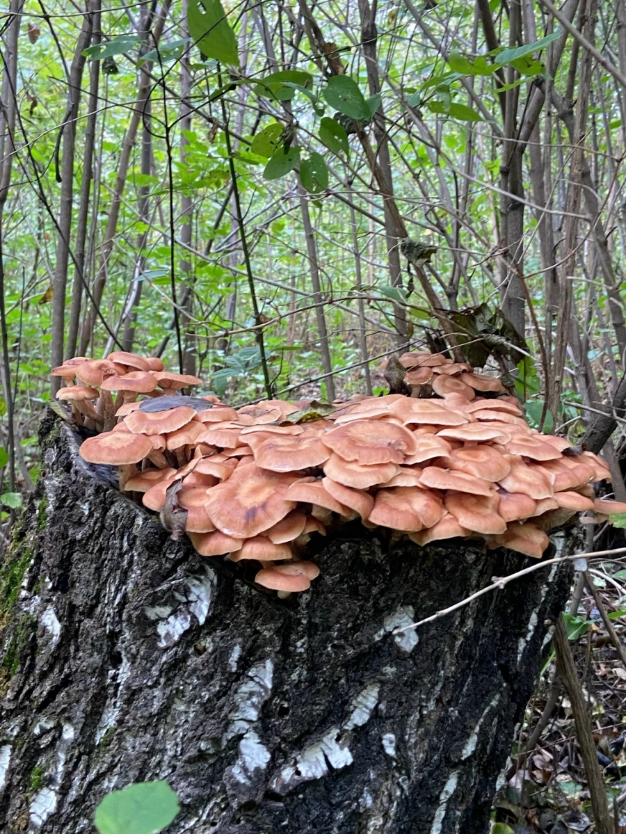 Грибной улов в Алтайском крае 