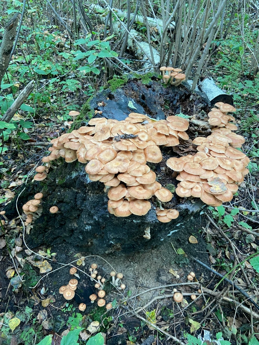 Грибной улов в Алтайском крае 