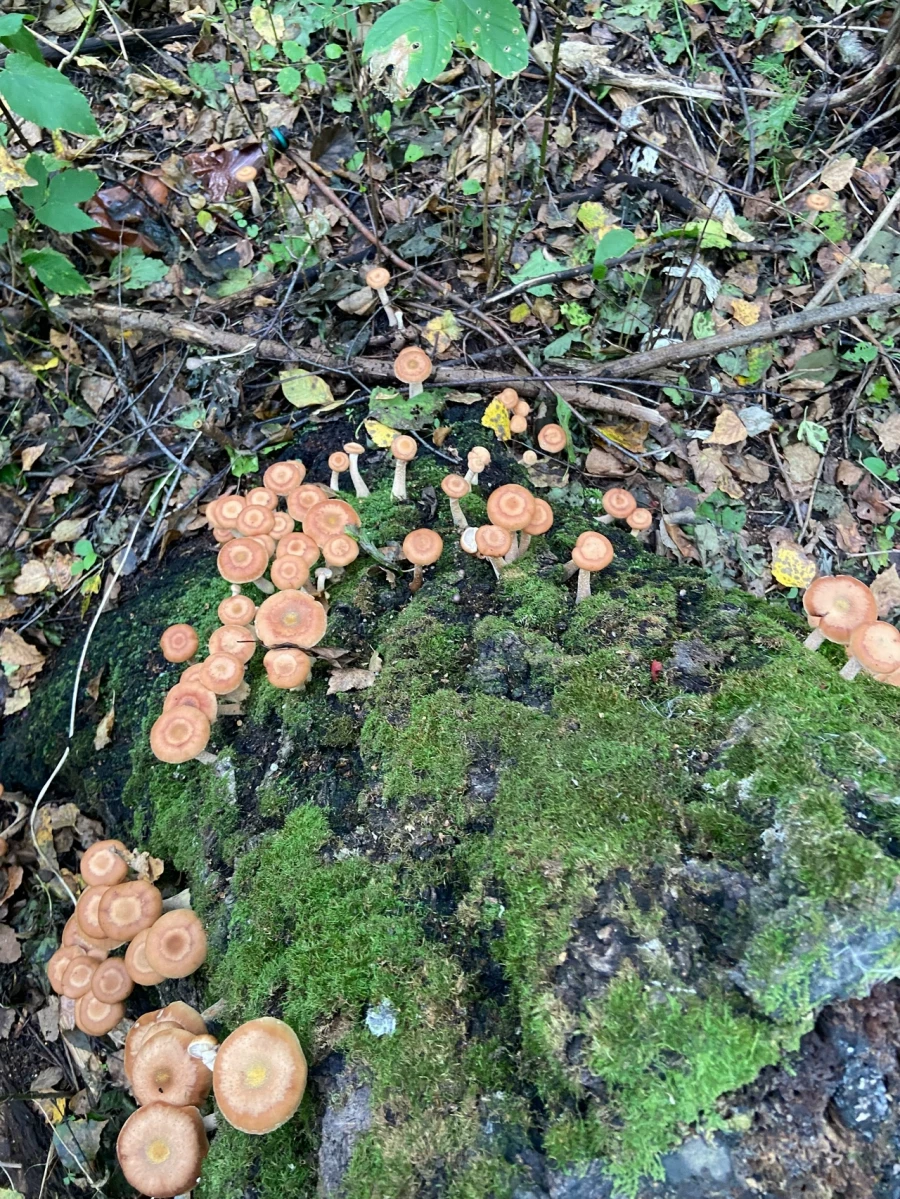 Грибной улов в Алтайском крае 