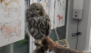 Сова уже чувствует себя неплохо