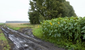 Полевые дороги после дождей