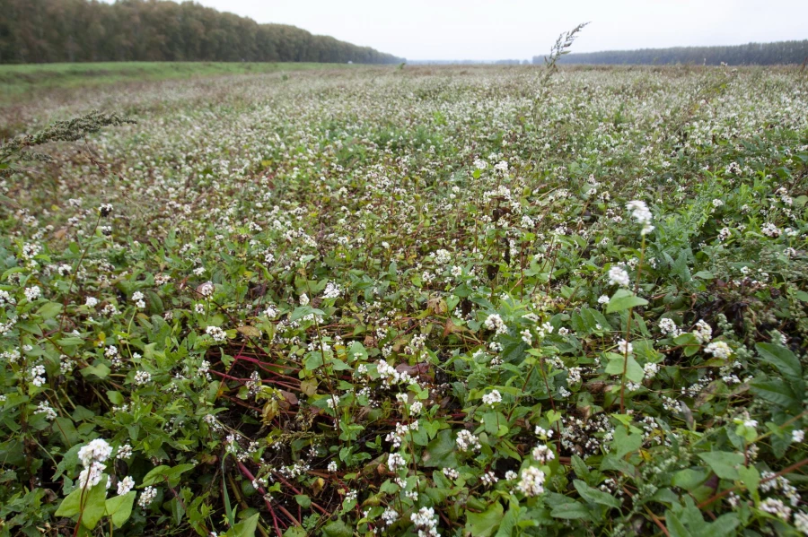 Гречиха после дождей