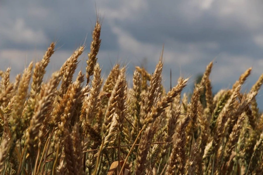 Уборочная 2025